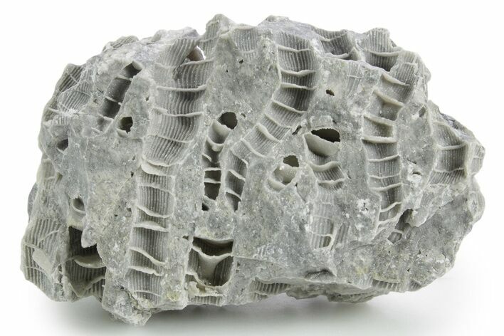 Silurian Dolostone w/ Sparkling Fossil Coral (Fletcheria) - Ohio #346067